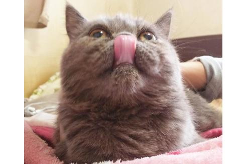 成約済の愛知県のエキゾチックショートヘア-6447の2枚目