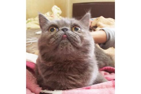 成約済の愛知県のエキゾチックショートヘア-6447の1枚目