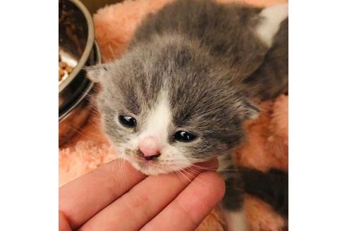 成約済の大阪府のブリティッシュショートヘア-6457の2枚目