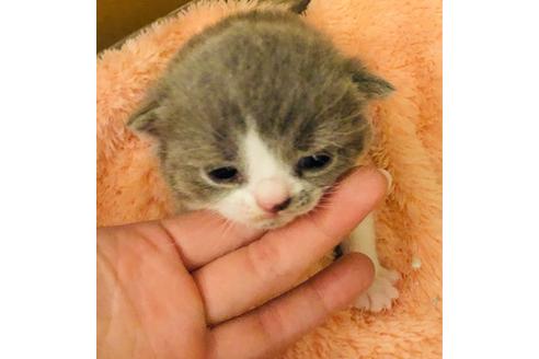 成約済の大阪府のブリティッシュショートヘア-6458の2枚目