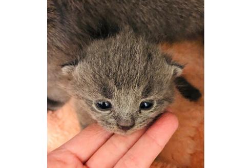 成約済の大阪府のブリティッシュショートヘア-6459の2枚目