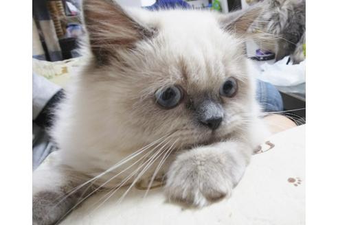 成約済の愛知県のヒマラヤン-6091の4枚目