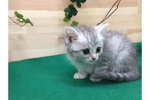 成約済の愛知県のミヌエット-6484の2枚目