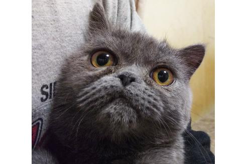 成約済の愛知県のエキゾチックショートヘア-6386の3枚目