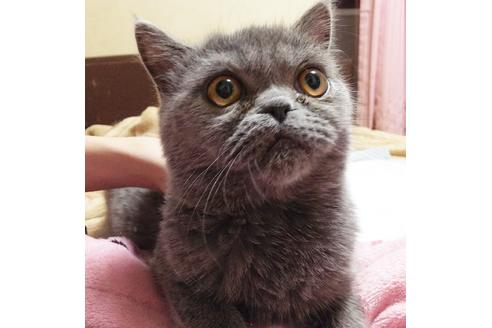 成約済の愛知県のエキゾチックショートヘア-6386の2枚目