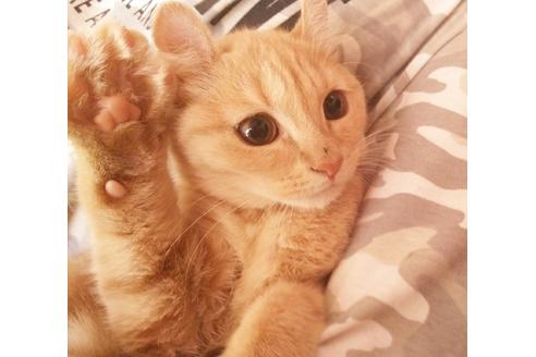 成約済の愛知県のマンチカン-6337