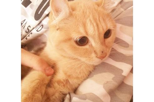 成約済の愛知県のマンチカン-6337の5枚目