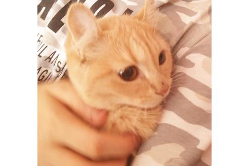 成約済の愛知県のマンチカン-6337の4枚目