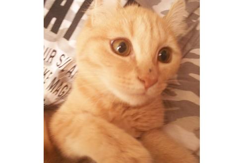 成約済の愛知県のマンチカン-6337の3枚目