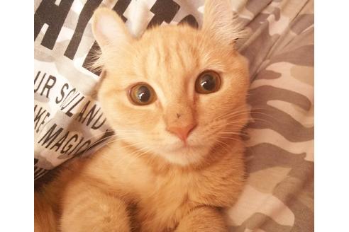 成約済の愛知県のマンチカン-6337の2枚目