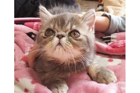 成約済の愛知県のエキゾチックショートヘア-6522の6枚目