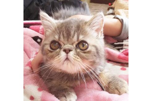 成約済の愛知県のエキゾチックショートヘア-6522の5枚目