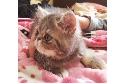 成約済の愛知県のエキゾチックショートヘア-6522の4枚目