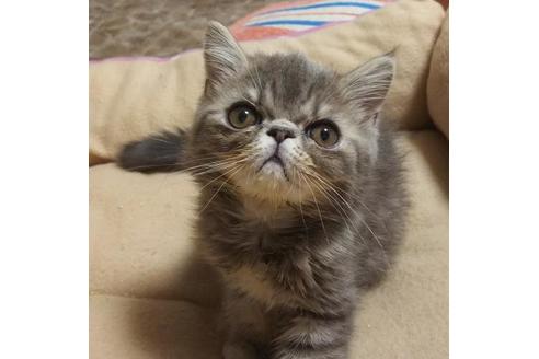 成約済の愛知県のエキゾチックショートヘア-6522の3枚目