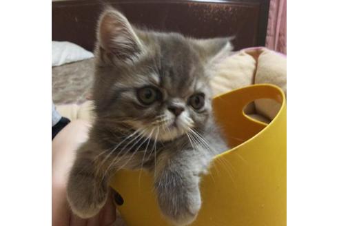 成約済の愛知県のエキゾチックショートヘア-6522の2枚目