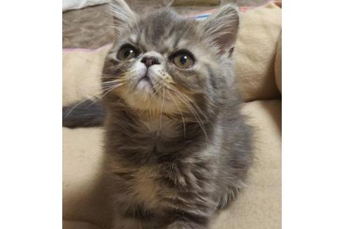 成約済の愛知県のエキゾチックショートヘア-6522の1枚目