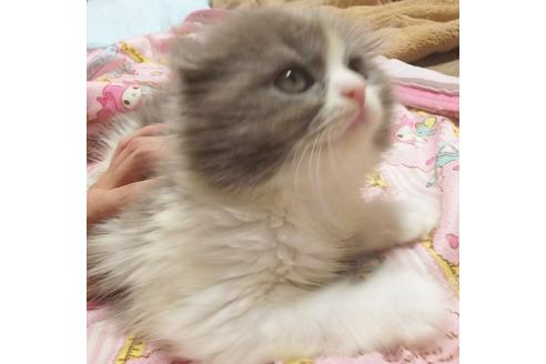 成約済の愛知県のスコティッシュフォールド-6448の4枚目