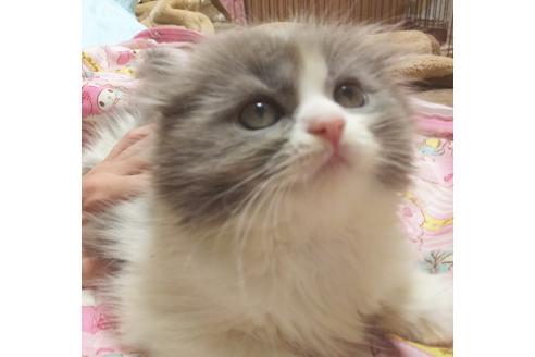 成約済の愛知県のスコティッシュフォールド-6448の3枚目