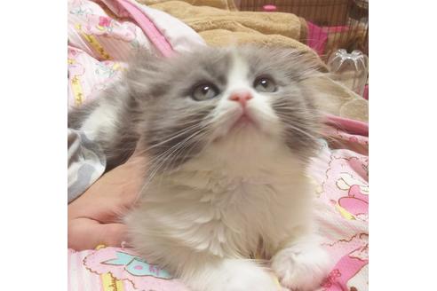 成約済の愛知県のスコティッシュフォールド-6448の2枚目