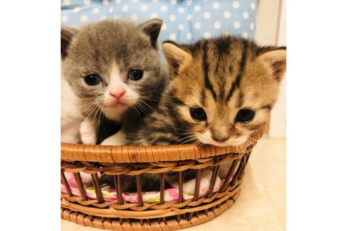 成約済の大阪府のスコティッシュフォールド-6546の2枚目