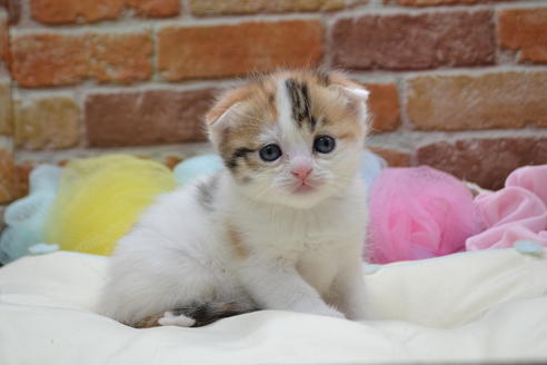 愛知県のスコティッシュフォールド 女の子 19 01 16生まれ キャリコ ミケ 子猫id 6552 子猫ブリーダーナビ