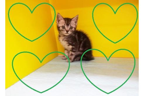 成約済の東京都のアメリカンショートヘア-6557の2枚目