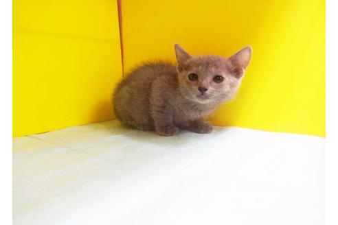 成約済の東京都のロシアンブルー-6559の1枚目