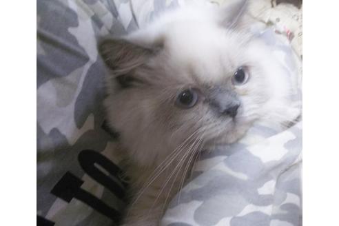 成約済の愛知県のヒマラヤン-6091の3枚目