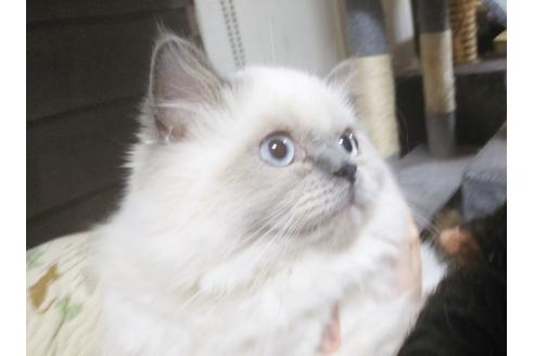 成約済の愛知県のヒマラヤン-6091の2枚目