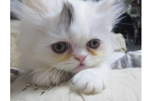 成約済の愛知県のペルシャ-6446の7枚目