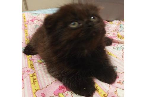 成約済の愛知県のスコティッシュフォールド-6658の5枚目