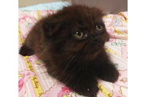 成約済の愛知県のスコティッシュフォールド-6658の4枚目