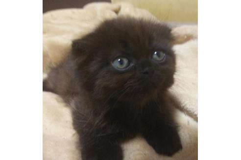 成約済の愛知県のスコティッシュフォールド-6658の3枚目