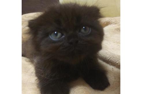 成約済の愛知県のスコティッシュフォールド-6658の2枚目