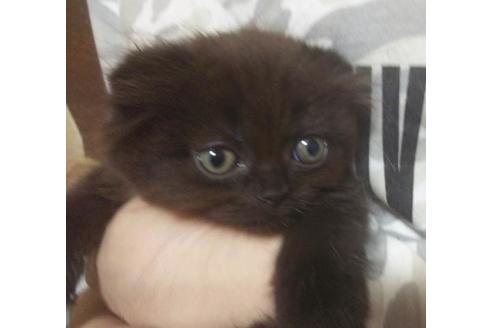 成約済の愛知県のスコティッシュフォールド-6658の1枚目