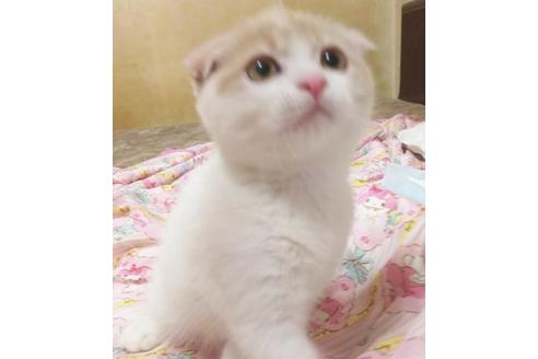 成約済の愛知県のエキゾチックショートヘア-6660の6枚目