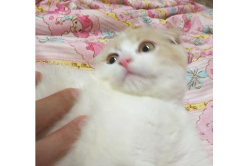 成約済の愛知県のエキゾチックショートヘア-6660の5枚目