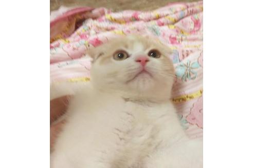 成約済の愛知県のエキゾチックショートヘア-6660の4枚目