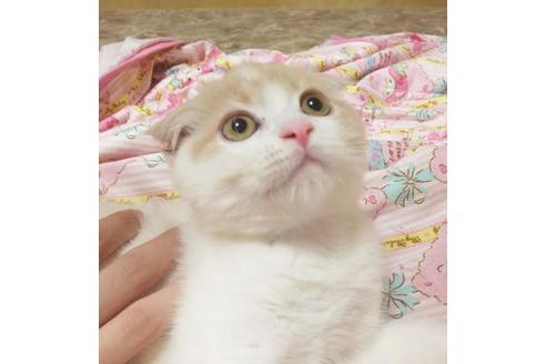 成約済の愛知県のエキゾチックショートヘア-6660の3枚目