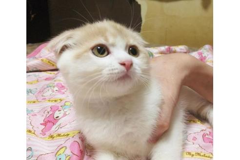 成約済の愛知県のエキゾチックショートヘア-6660の2枚目