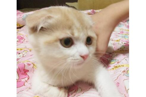 成約済の愛知県のエキゾチックショートヘア-6660の1枚目