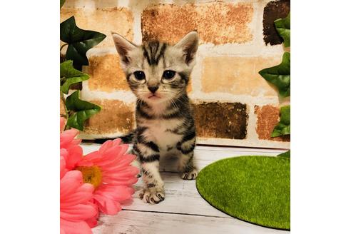 成約済の大阪府のアメリカンショートヘア-6708の2枚目