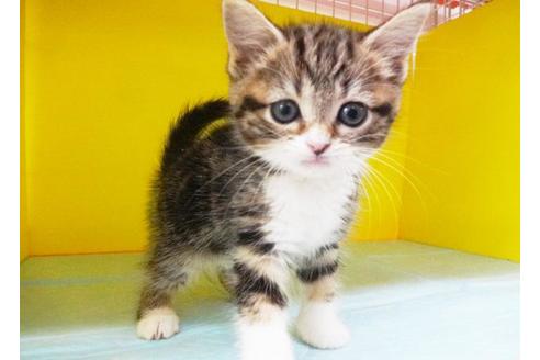 成約済の東京都のスコティッシュフォールド-6779の1枚目