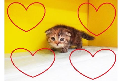 成約済の東京都のスコティッシュフォールド-6780の2枚目