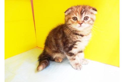 成約済の東京都のスコティッシュフォールド-6780の1枚目