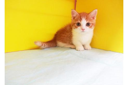 成約済の東京都のマンチカン-6781の1枚目