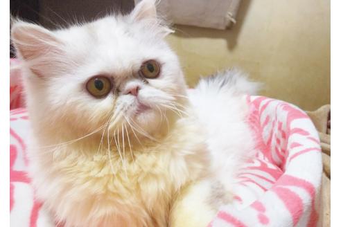 成約済の愛知県のエキゾチックロングヘア-6385の4枚目