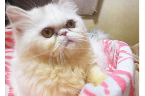 成約済の愛知県のエキゾチックロングヘア-6385の3枚目