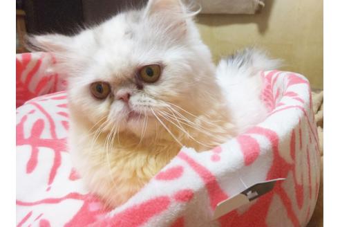 成約済の愛知県のエキゾチックロングヘア-6385の2枚目