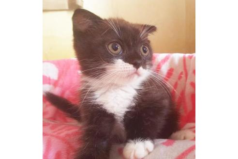 成約済の愛知県のスコティッシュフォールド-6807の6枚目